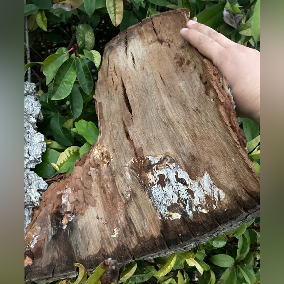100% AUTHENTIC 150 year old TEXAS PECAN BARK (ARTS&CRAFTS) - Picture 5 of 6
